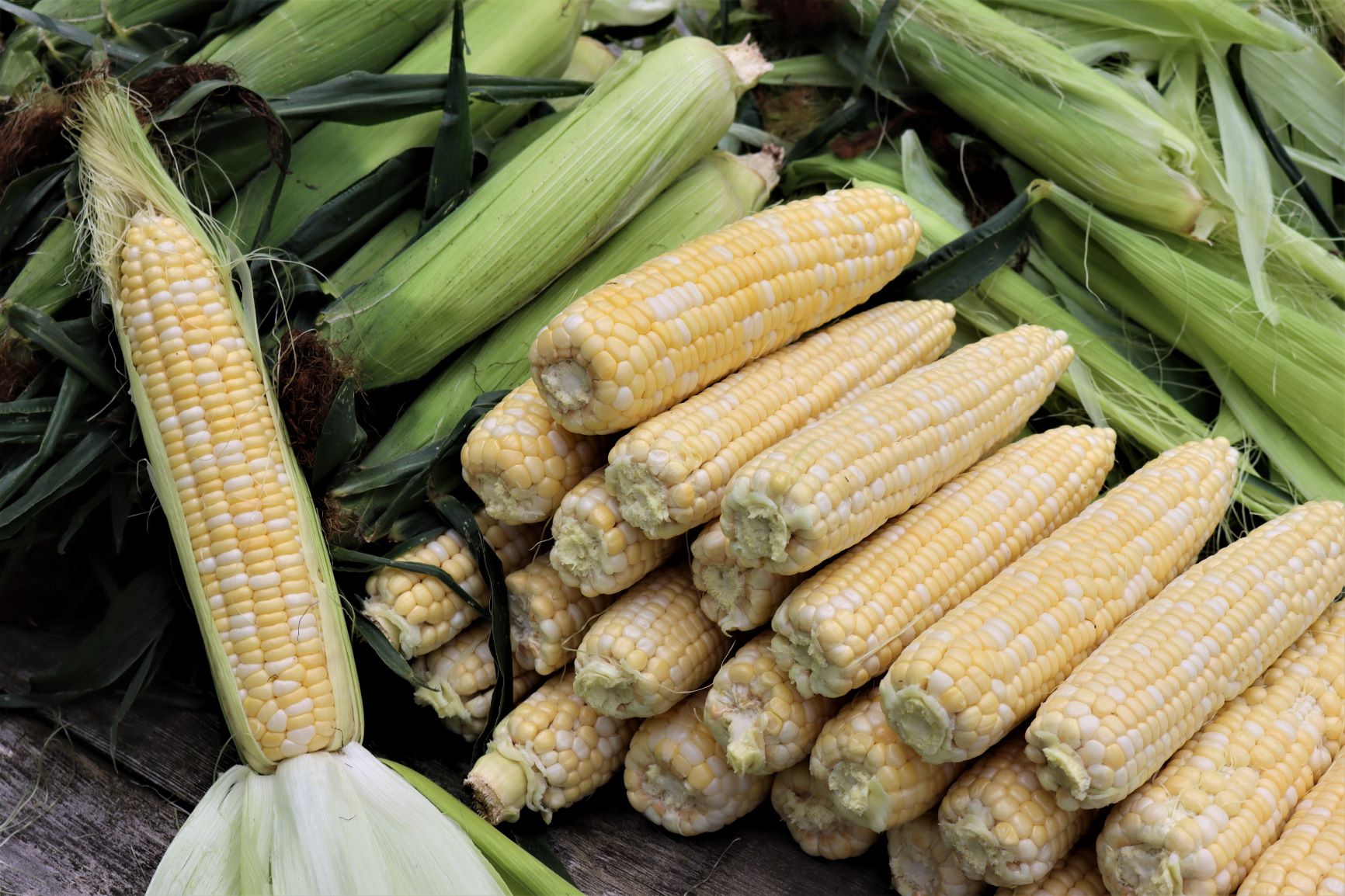 Corn for Canning