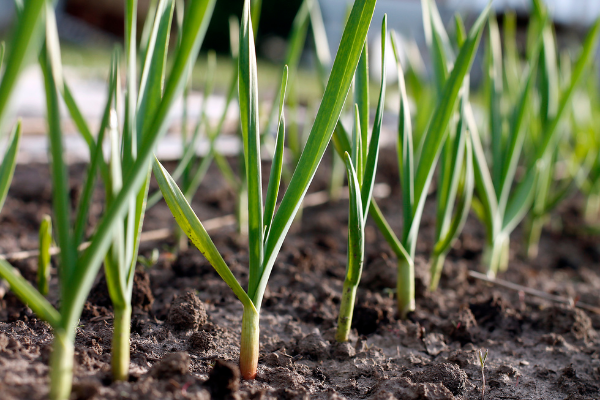 Growing Garlic