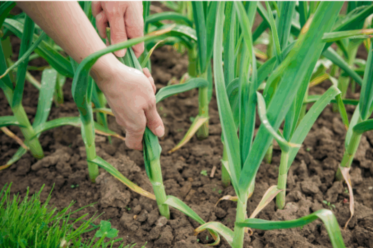 Harvesting Garlic