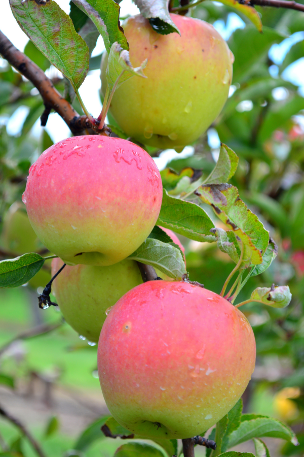 Honeycrisp apples work exceptionally well for canning. They hold their shape through cooking, and have amazing flavor.