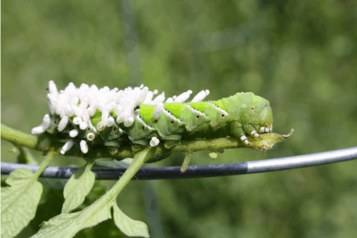 Hornworm Parasites