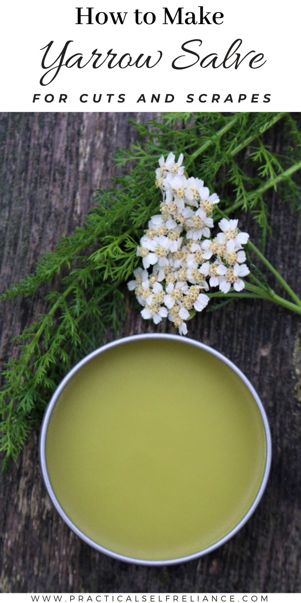 How to Make Yarrow Salve ~ Learn how to make this simple homemade salve for wound healing.