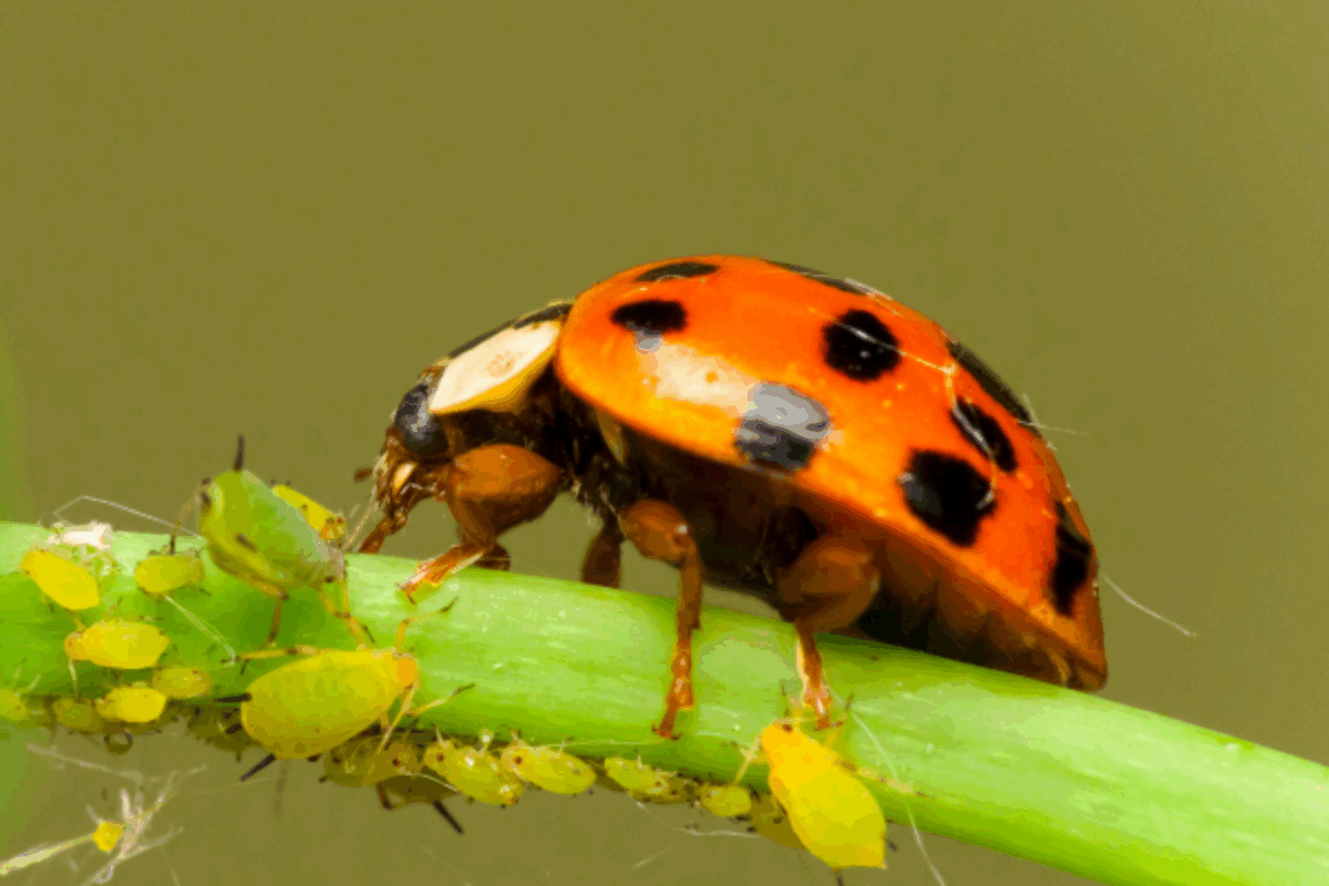 Ladybug and Aphids