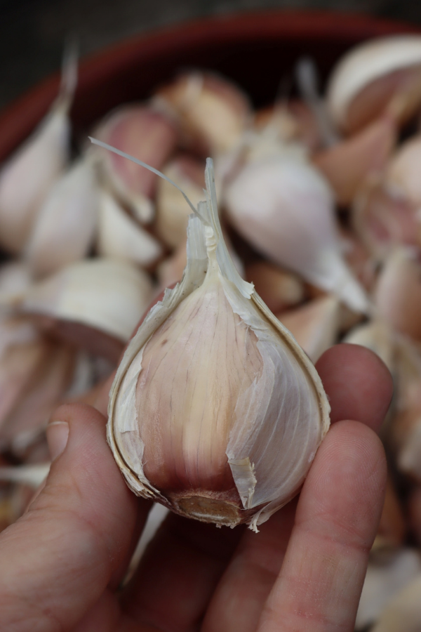 A large garlic clove from hardneck garlic
