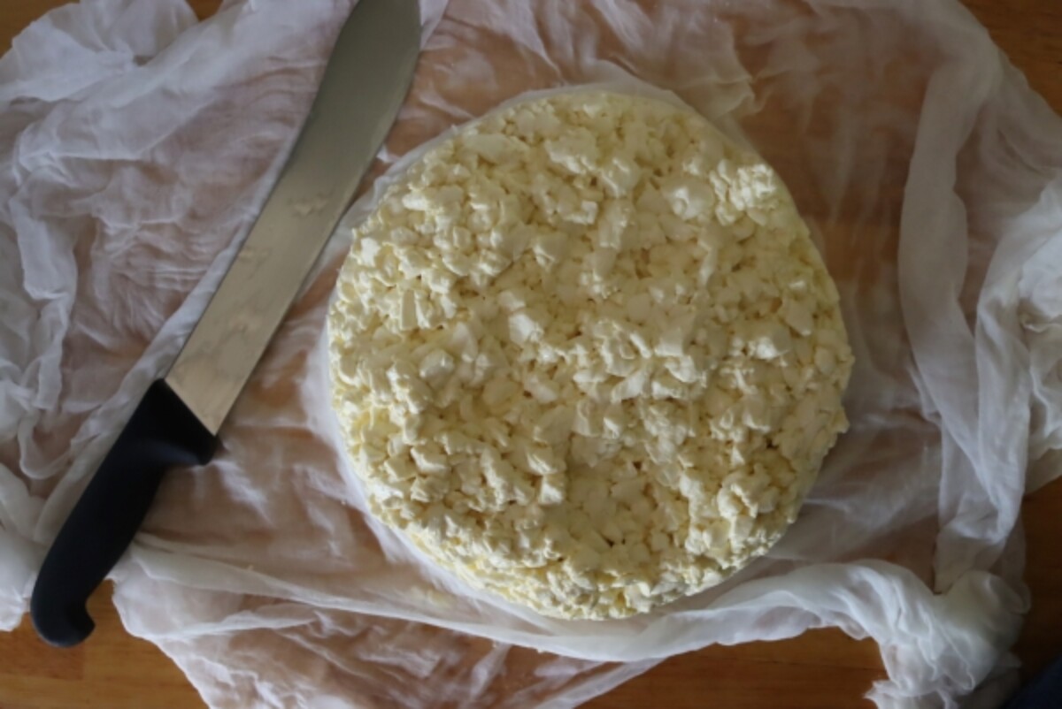 Matted cheddar curds after draining but before slicing
