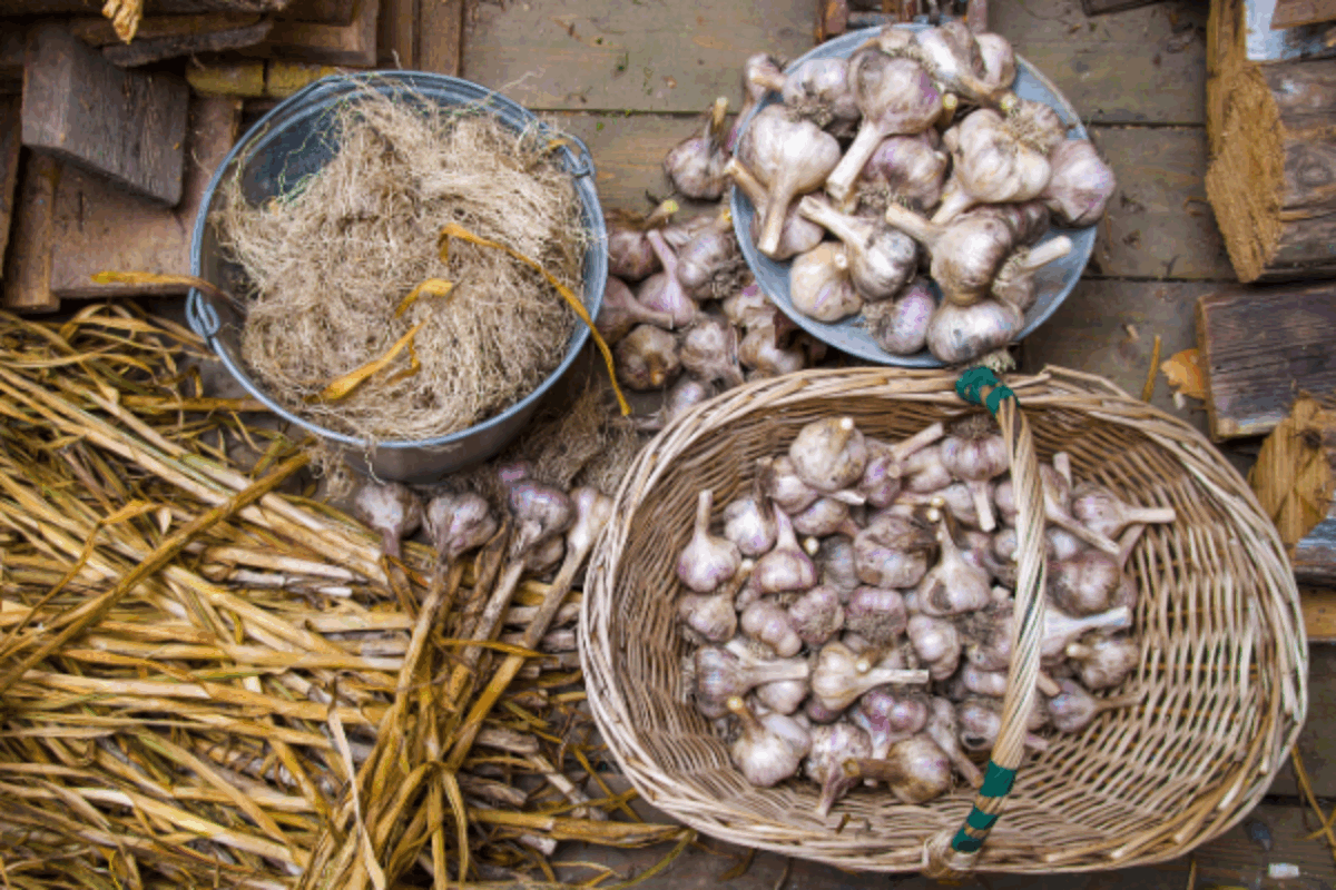 Preparing Cured Garlic for Storage