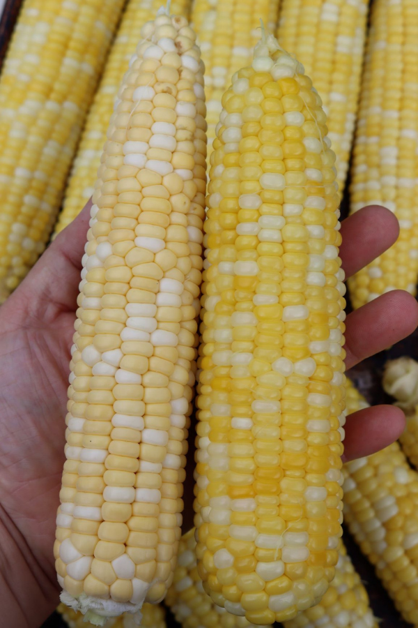Raw corn (left) compared to blanched corn (right)