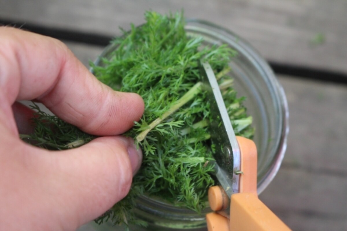 Chopping yarrow leaves for salve