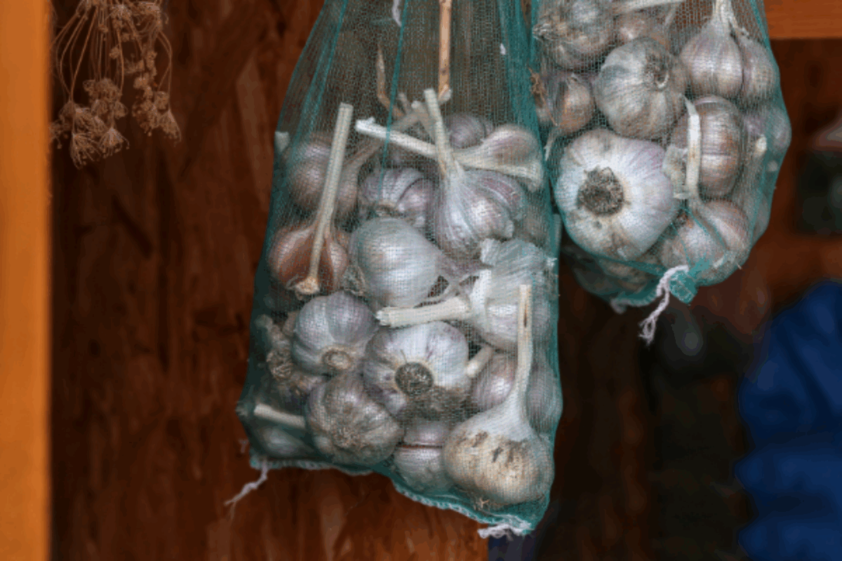 Storing garlic in mesh sacks