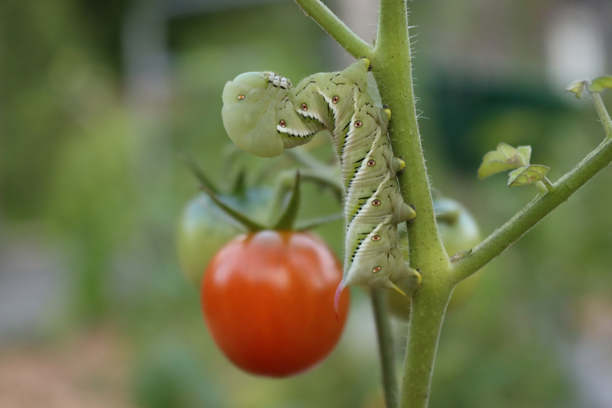 aphid damage on tomato plants