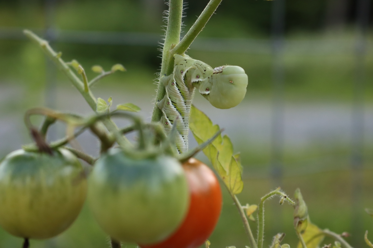 Tomato Hornworm