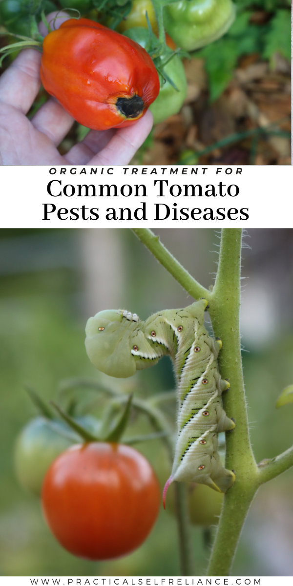 Organic Treatment for Common Tomato Pests and Diseases