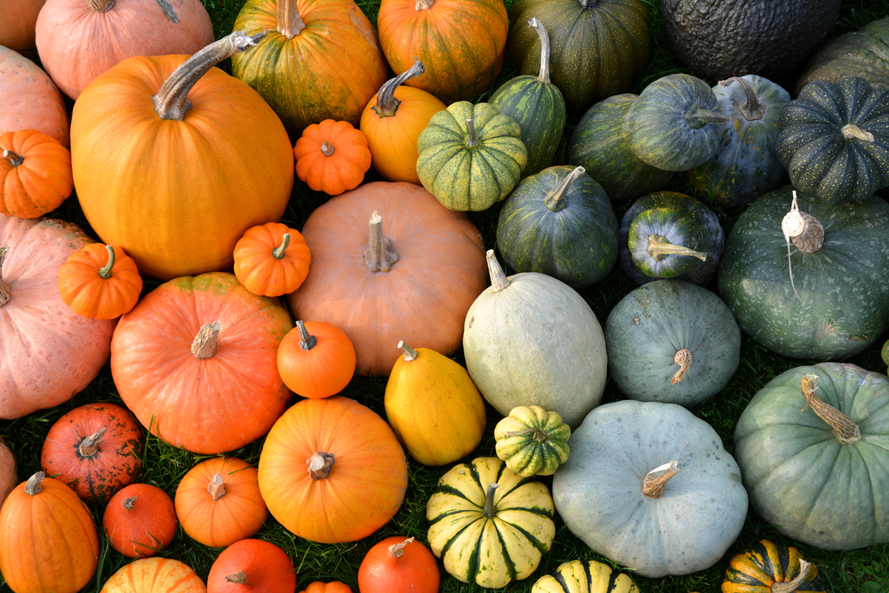 Winter Squash Varieties for Canning