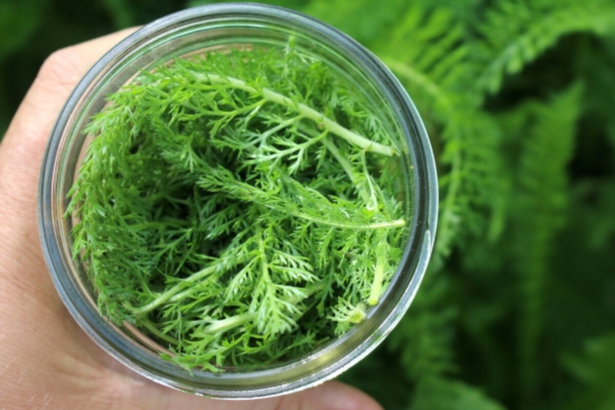 Yarrow Leaves for Salve