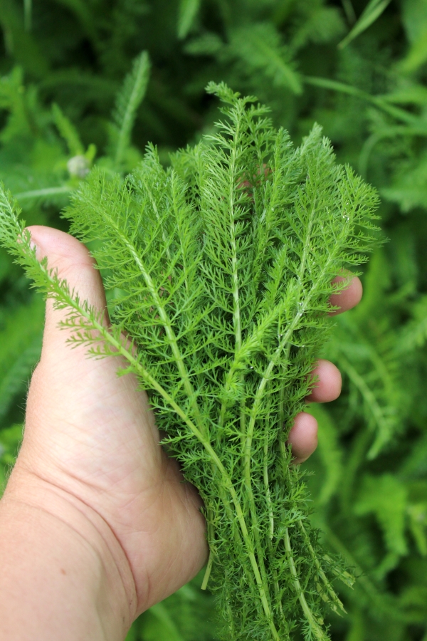 Yarrow leaves