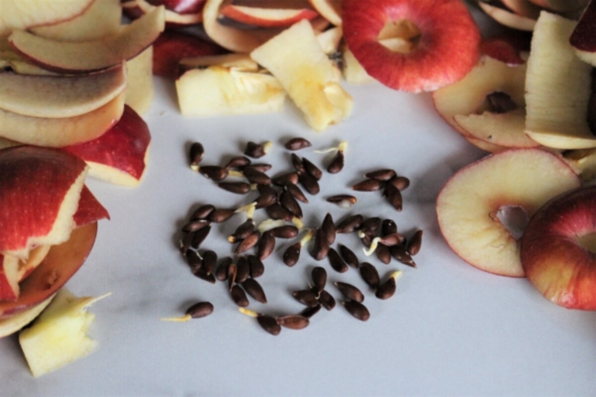 Apple Seeds Sprouting