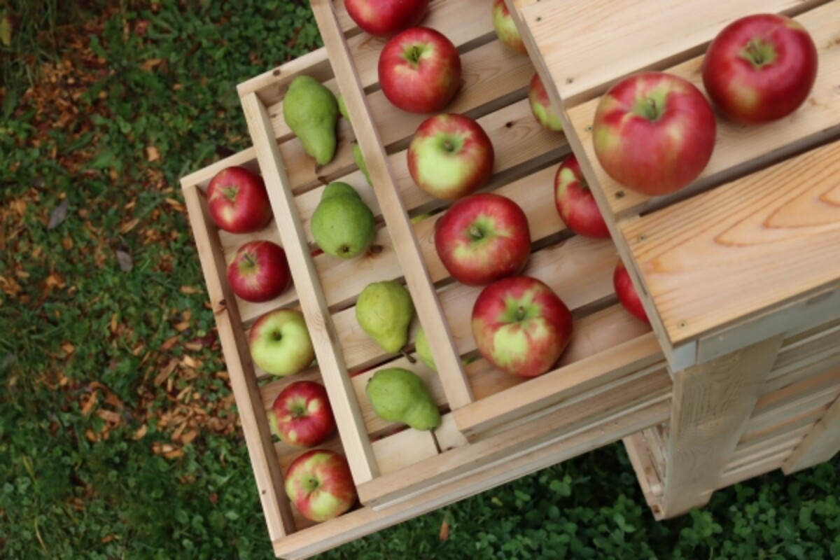 Top of a homemade apple storage rack