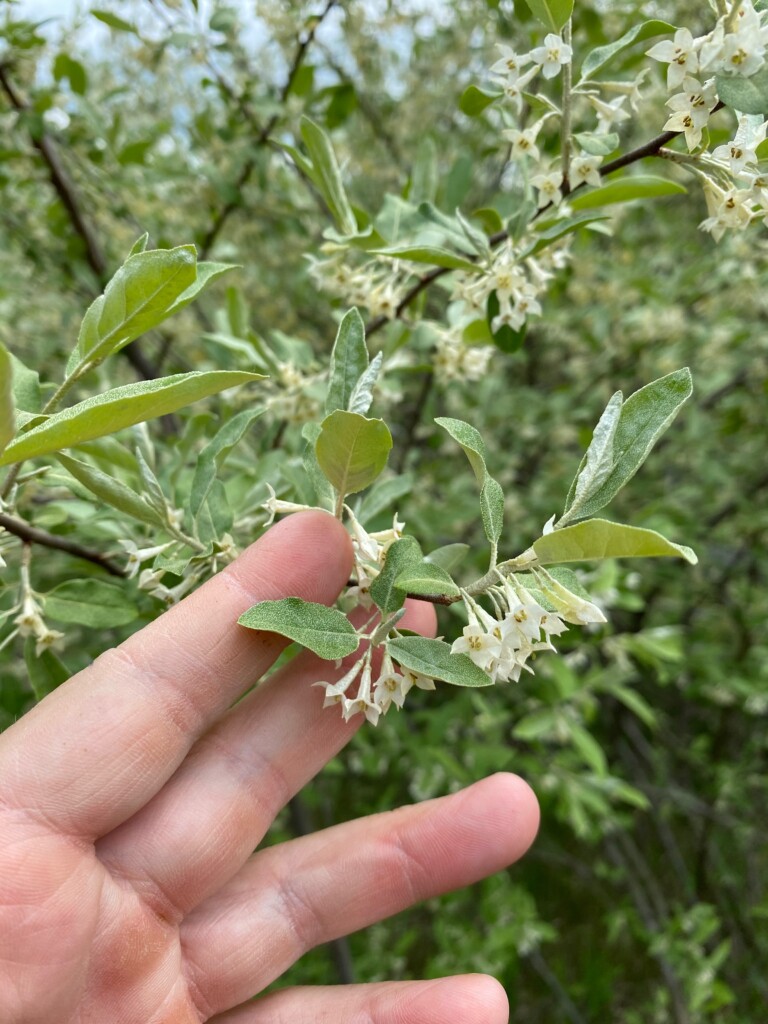 Autumn Olive Flowers