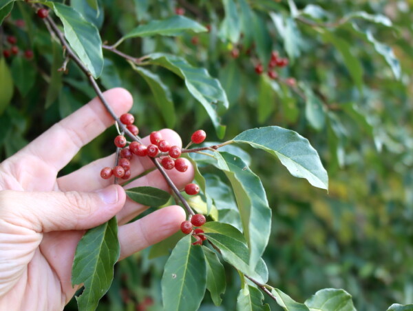 Autumn Olive