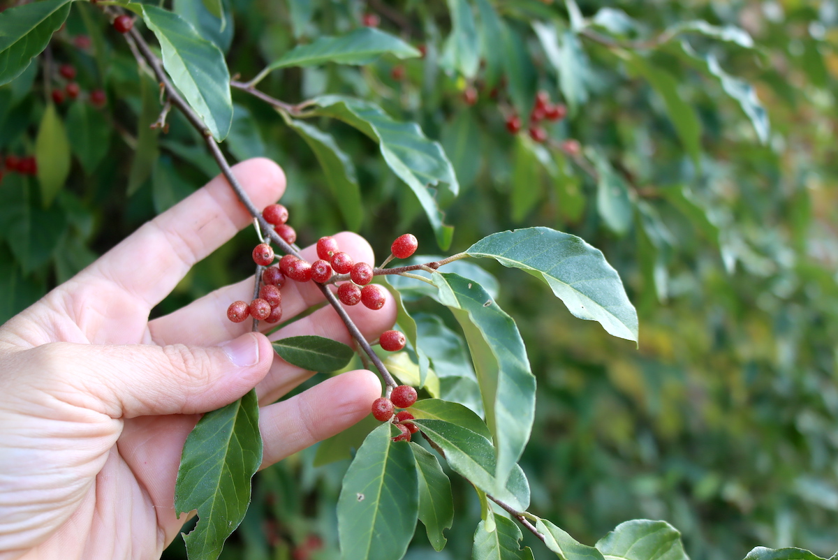 thumbnail image 2 of Autumn Olive Berries For Planting – Fresh Organic Vernalized Seeds – 30 Count 2 of 4