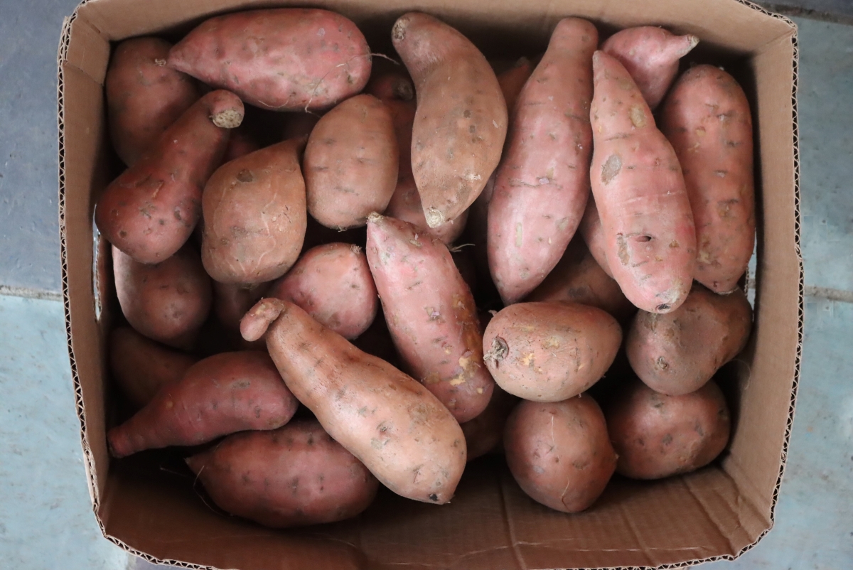 Nearly 30 pounds of sweet potatoes, or enough to can 14 quart jars.