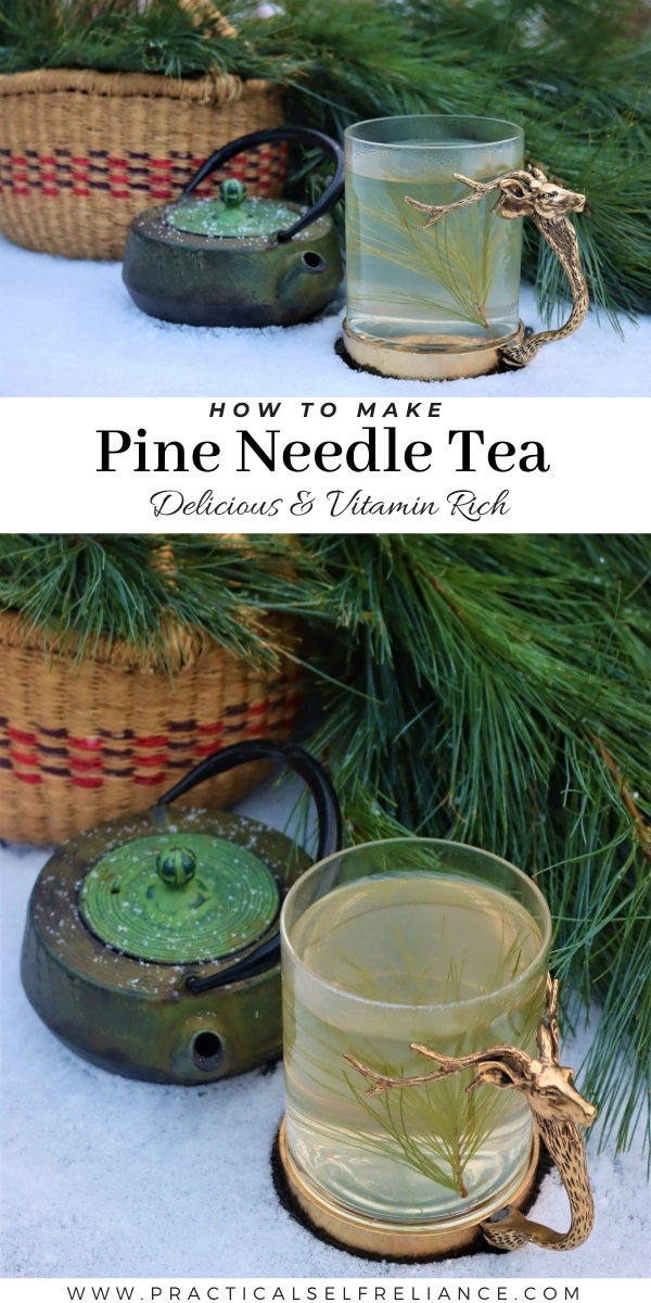 Pine Needle Tea ~ Delicious wild foraged tea.