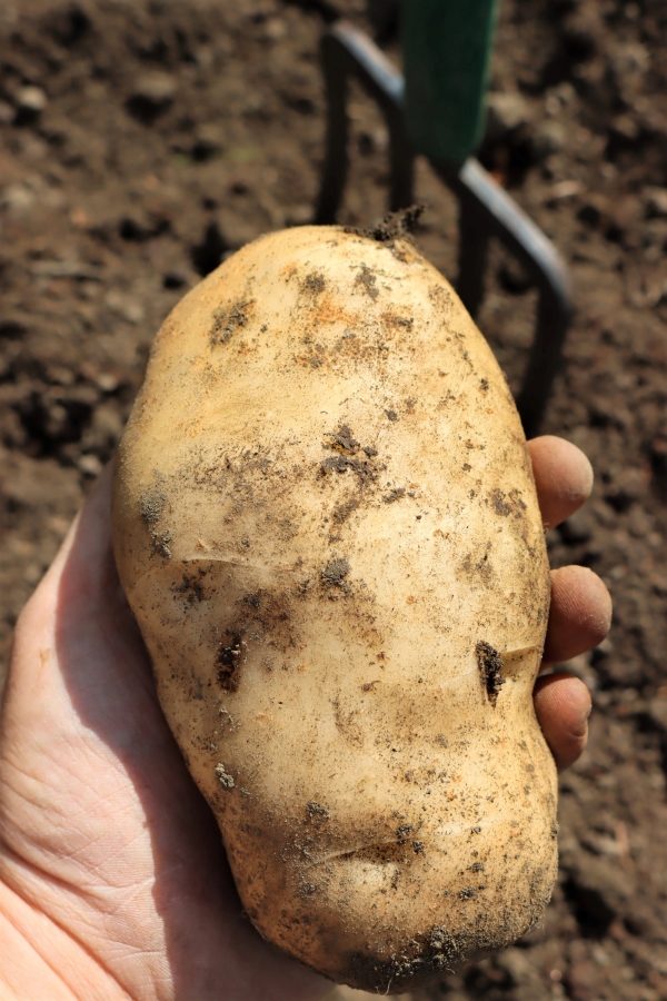 Extra Large Potato grown in raised bed