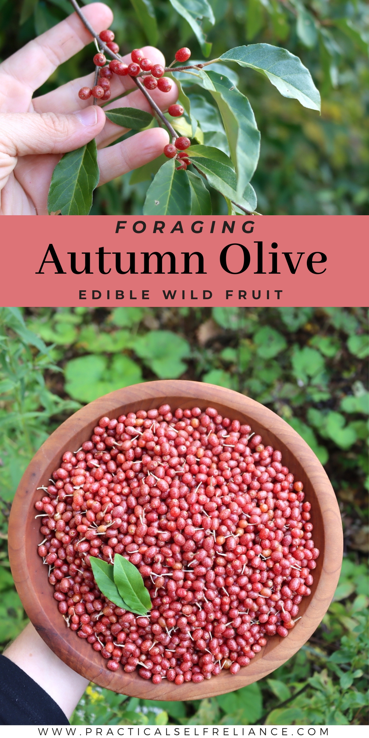 Foraging Autumn Olive