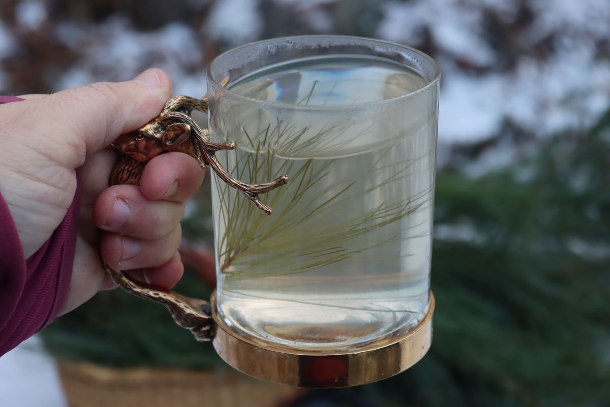 Mug of Pine Needle Tea
