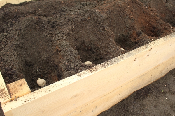 Planting Potatoes in Raised Beds