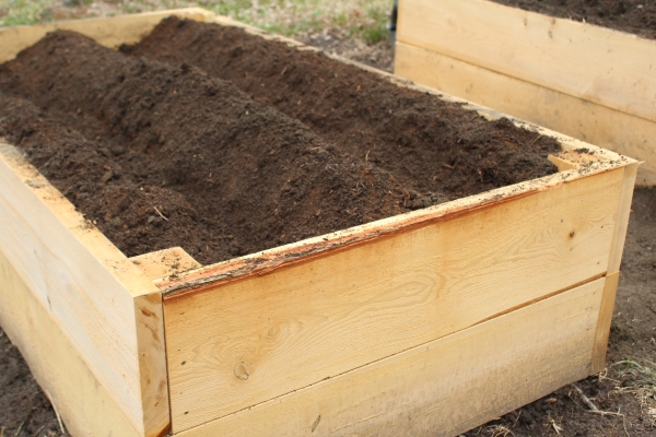 Growing Potatoes In Raised Beds — Practical Self Reliance