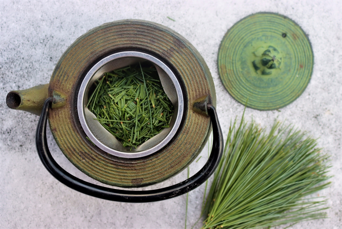 Preparing Pine Needle Tea