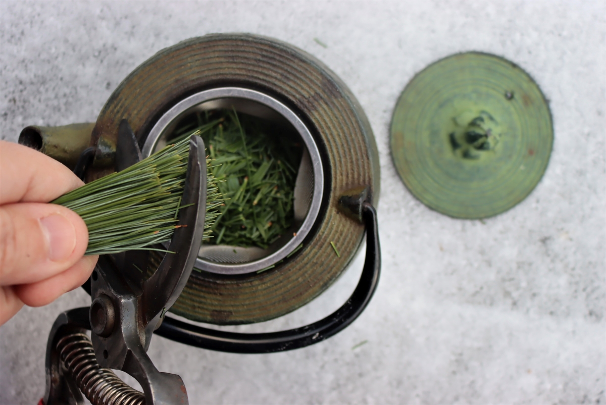 Trimming Pine Needles for Tea