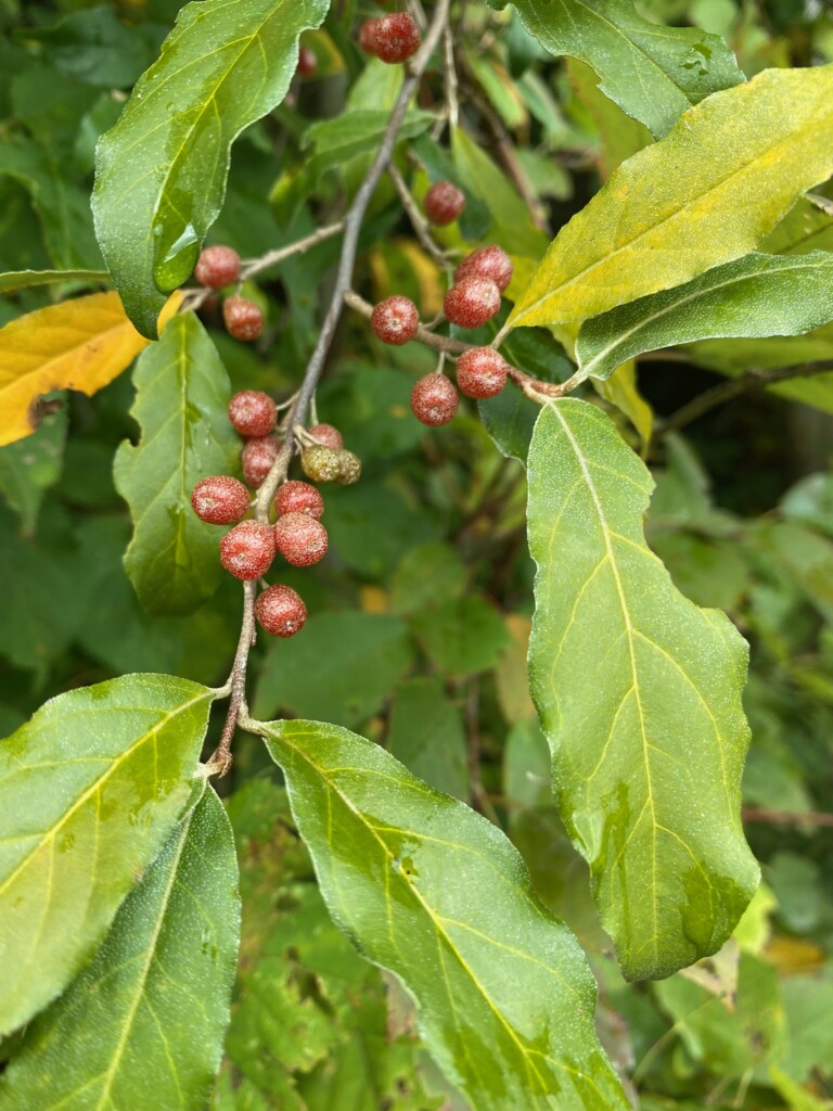 Unripe Autumn Olive Fruit