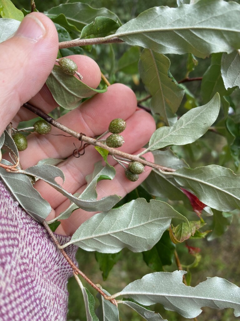 Unripe Autumn Olive Fruit