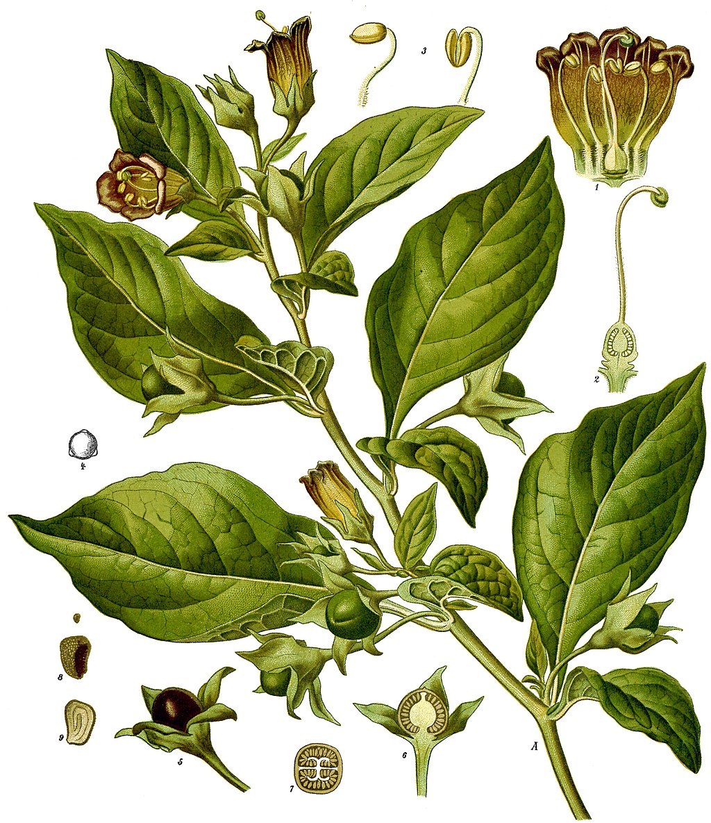 Atropa bella-donna