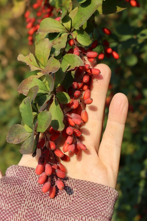 Barberry