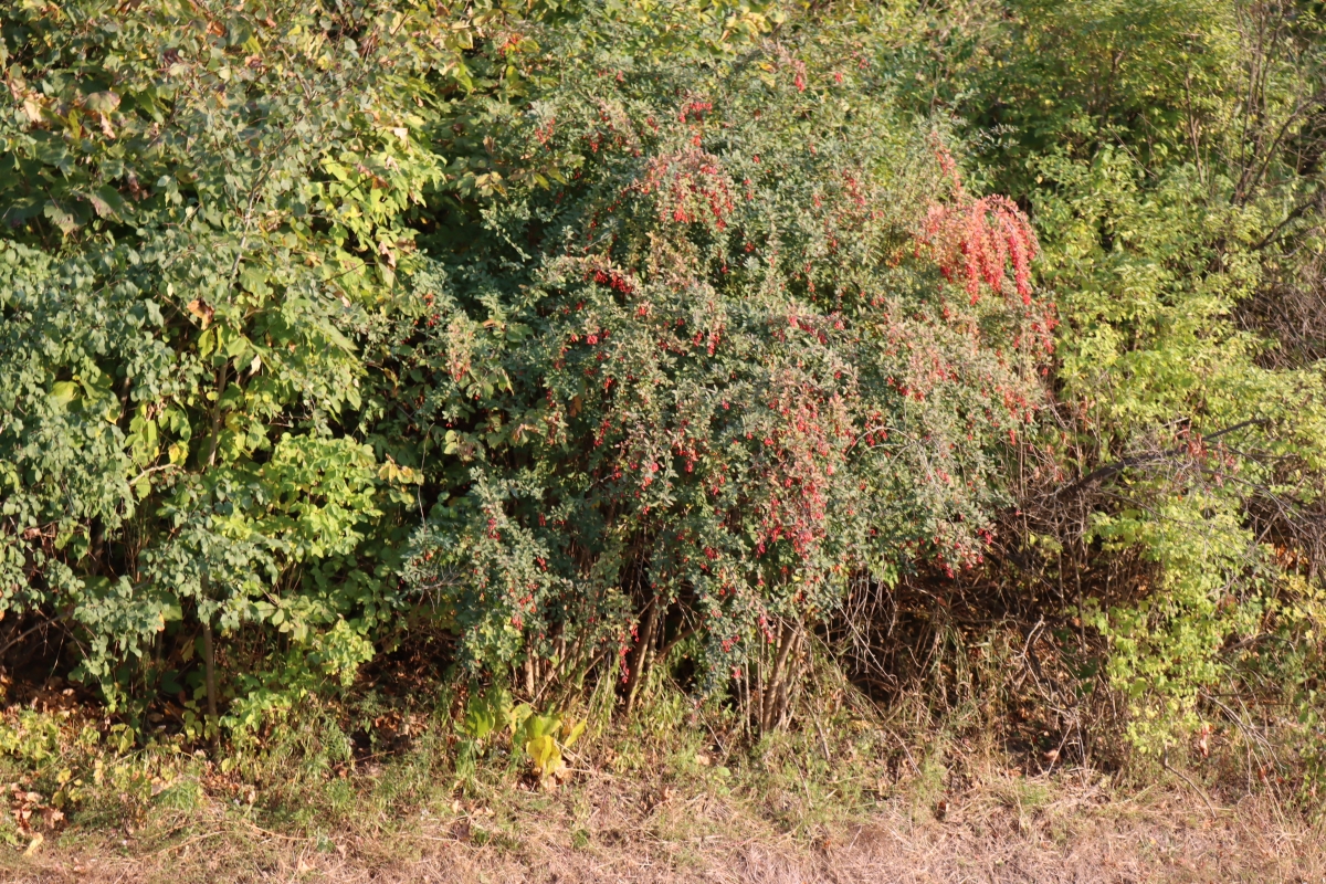 Barberry Bush