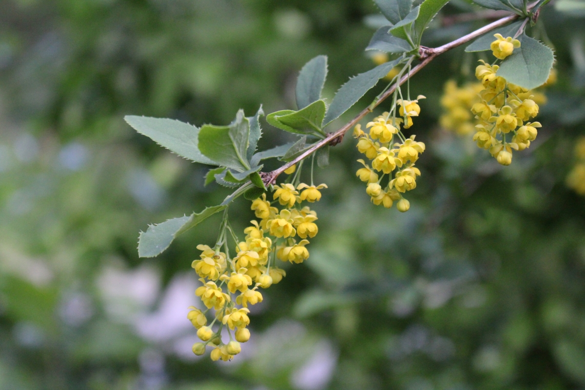 Barberry Flowers