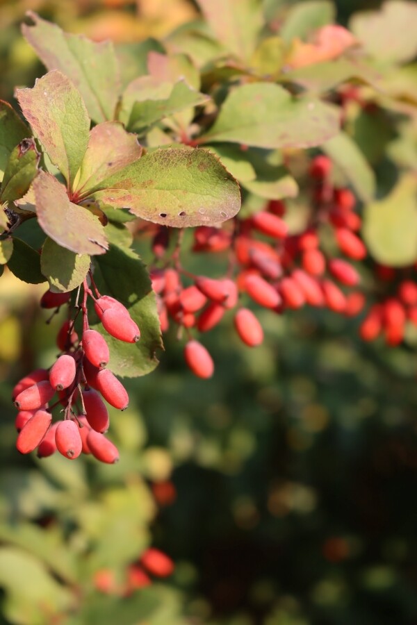 Barberry Fruit Clusters
