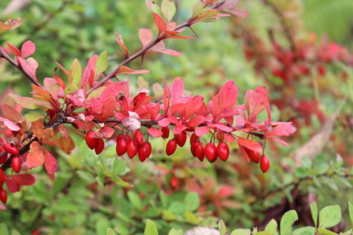 Japanese Barberry Fruits