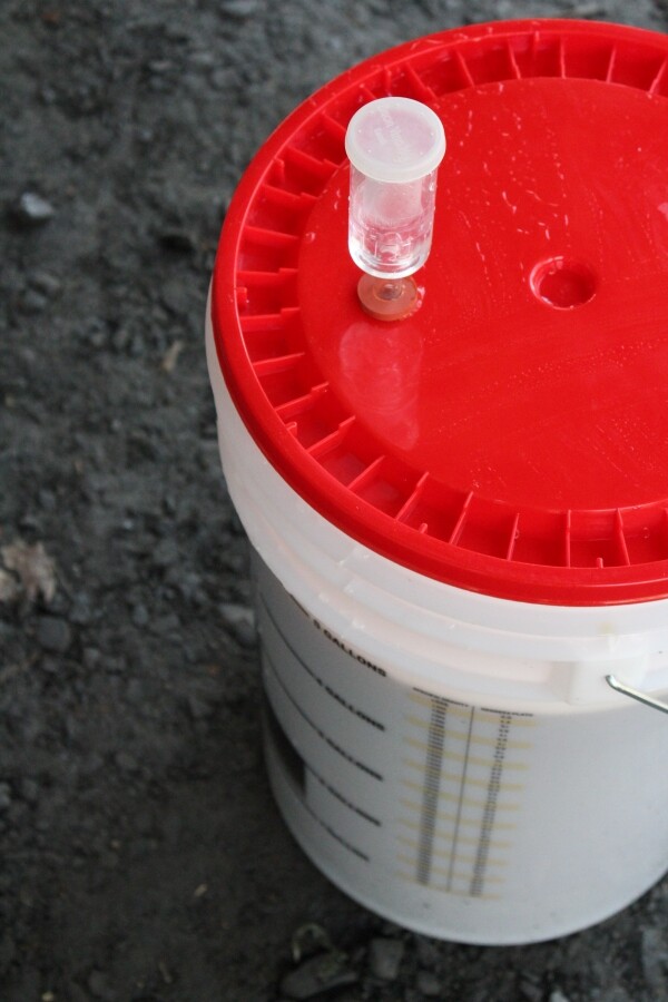 Homebrew beer in a 6.5 gallon fermentation bucket, fitted with a lid and water lock.
