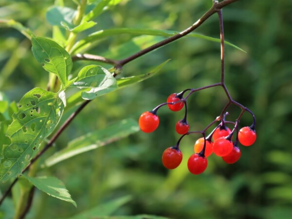 Bittersweet Nightshade