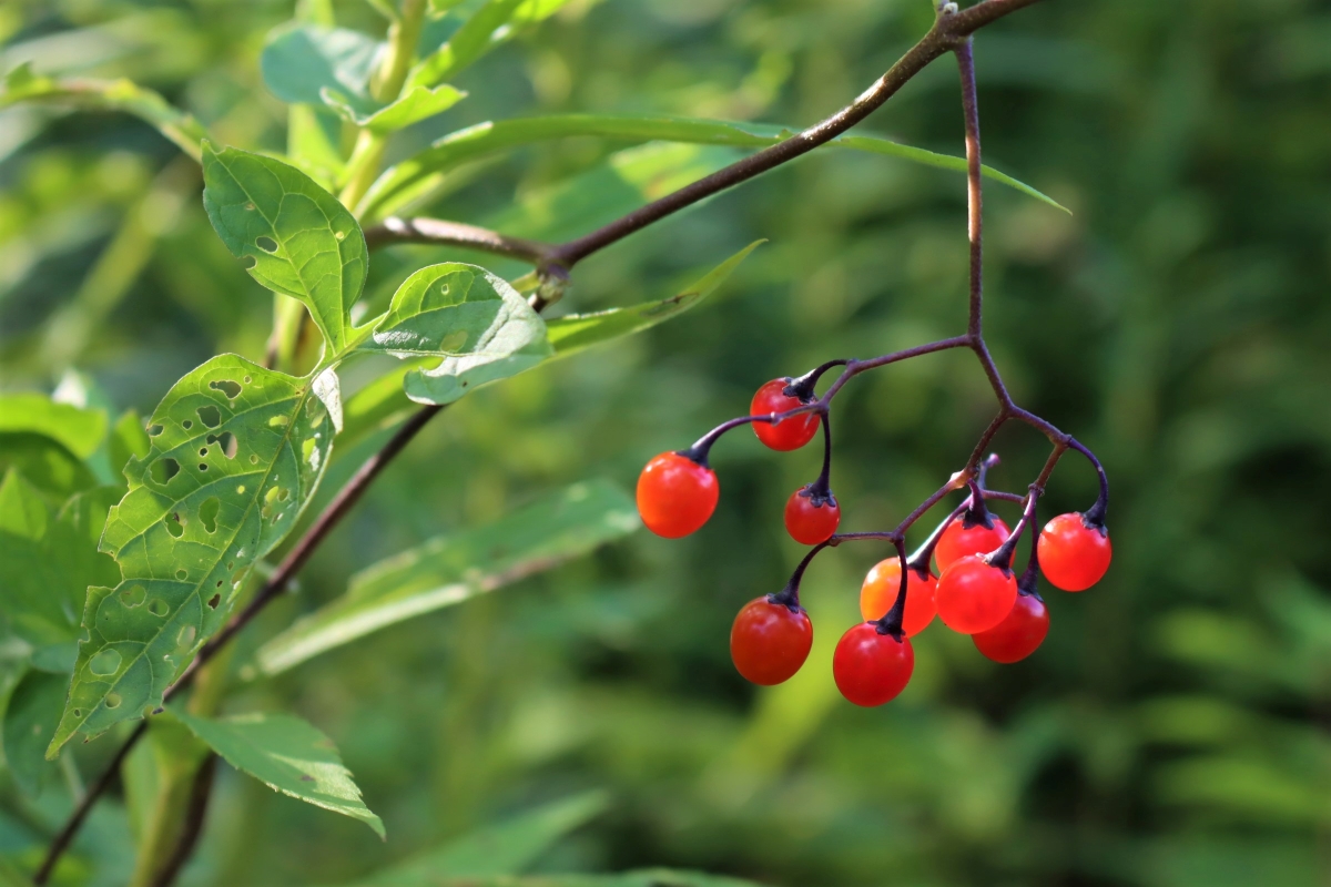 Bittersweet Nightshade