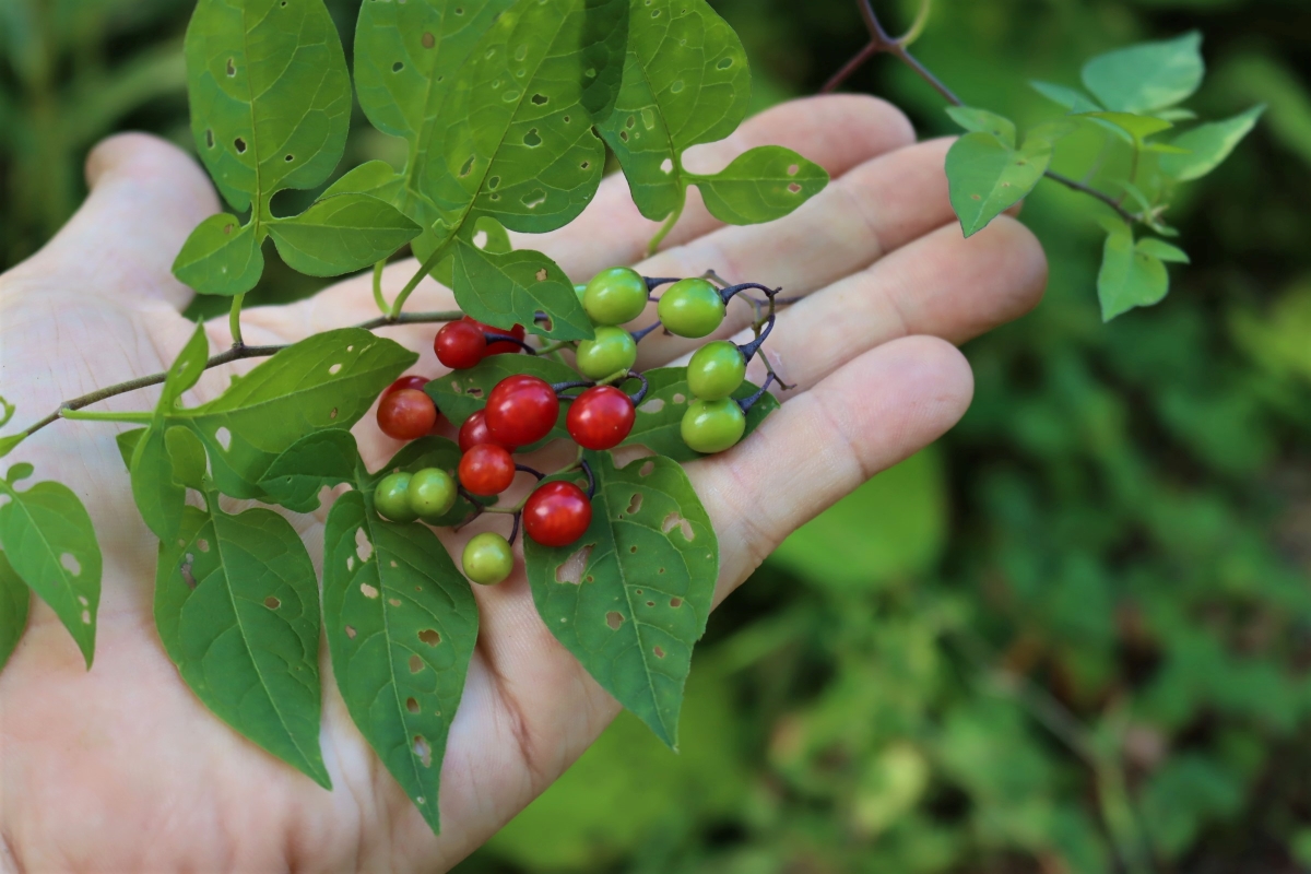 Poisonous Berries of Bittersweet Nightshade Berries Red and Green