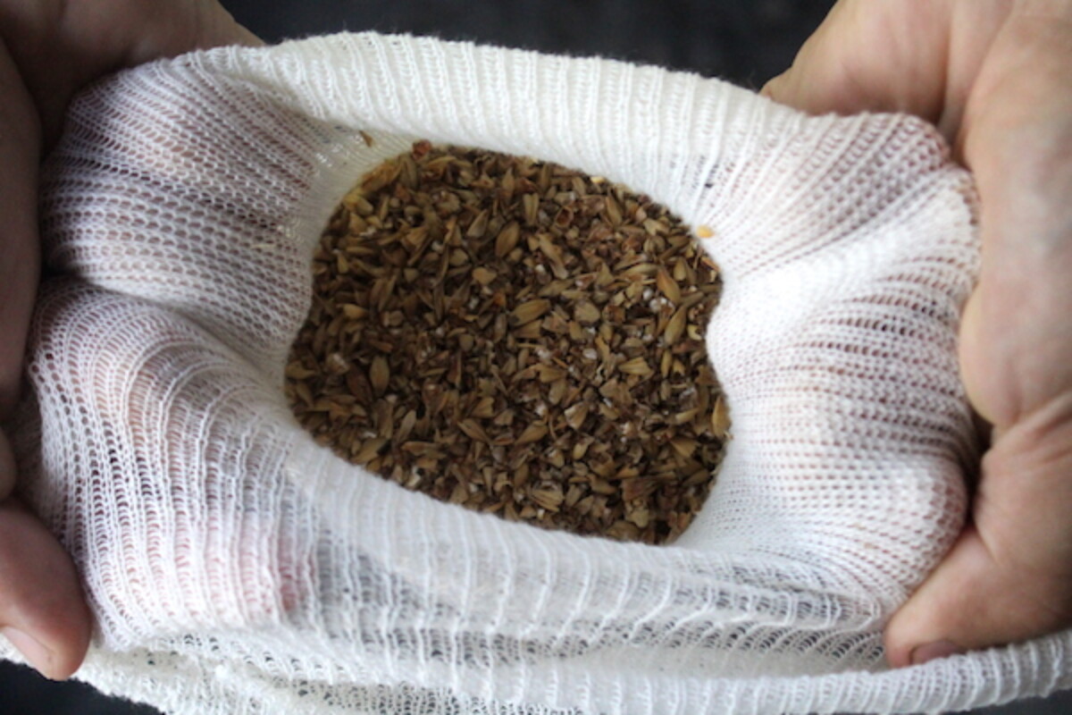 Brewing grain in a brewing bag, which allows it to "steep" in the warm water before being removed.