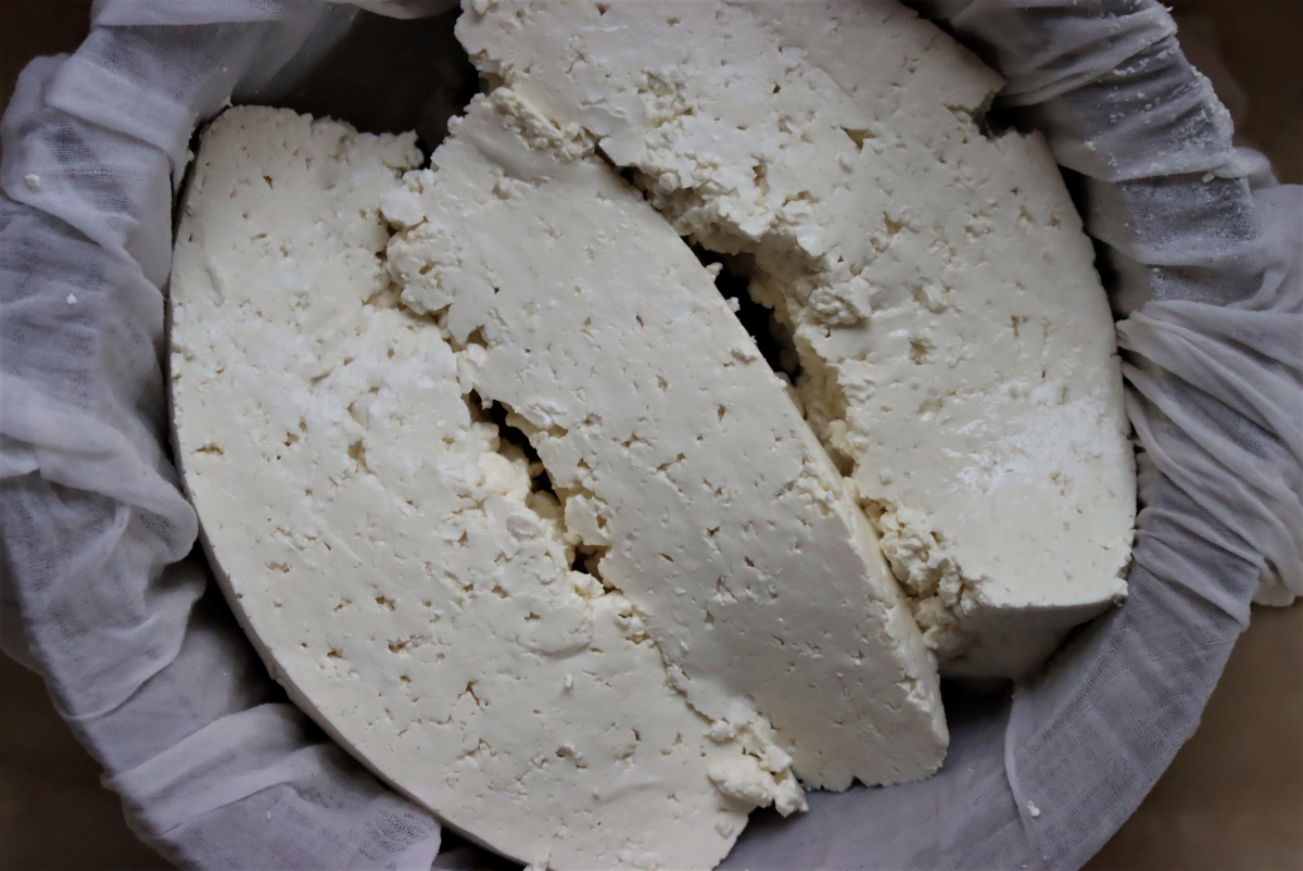 Slabs of Cheddar cheese curds stacked inside a cheesecloth lined collander, suspended over warm water at the start of the cheddaring process. A ziploc bag of warm water will be placed on top for weight, and then the curds will be flipped every 15 minutes for the next 2 hours.