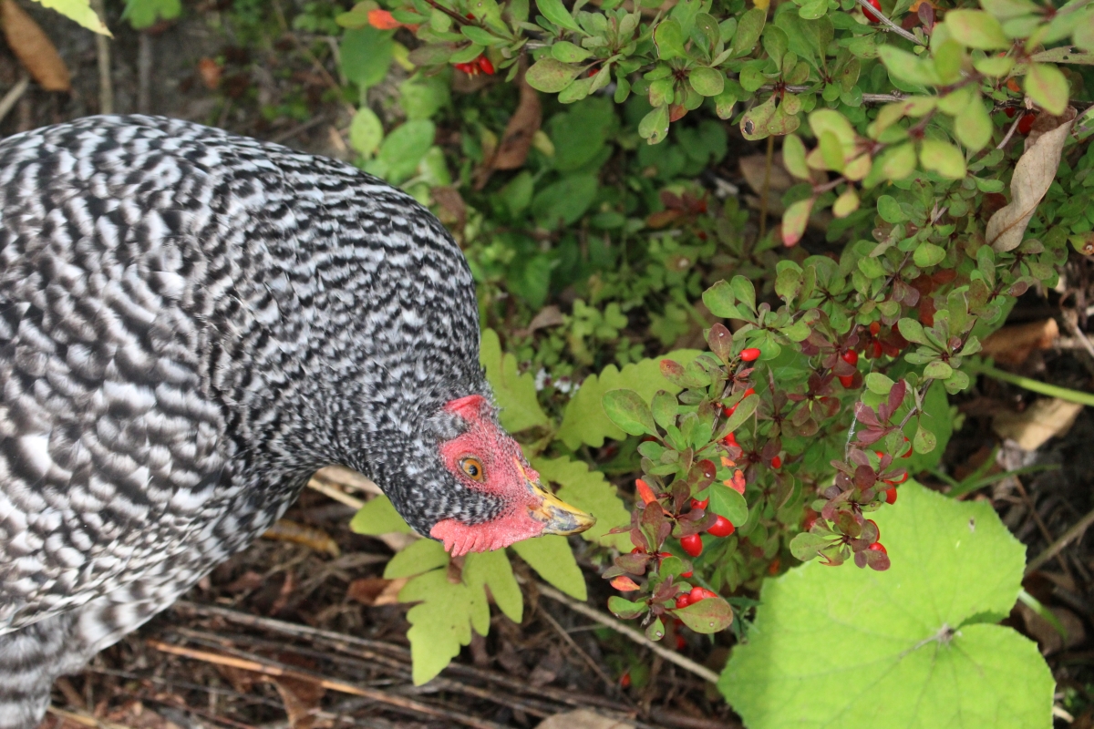 Chickens Harvesting Japanese Barberry