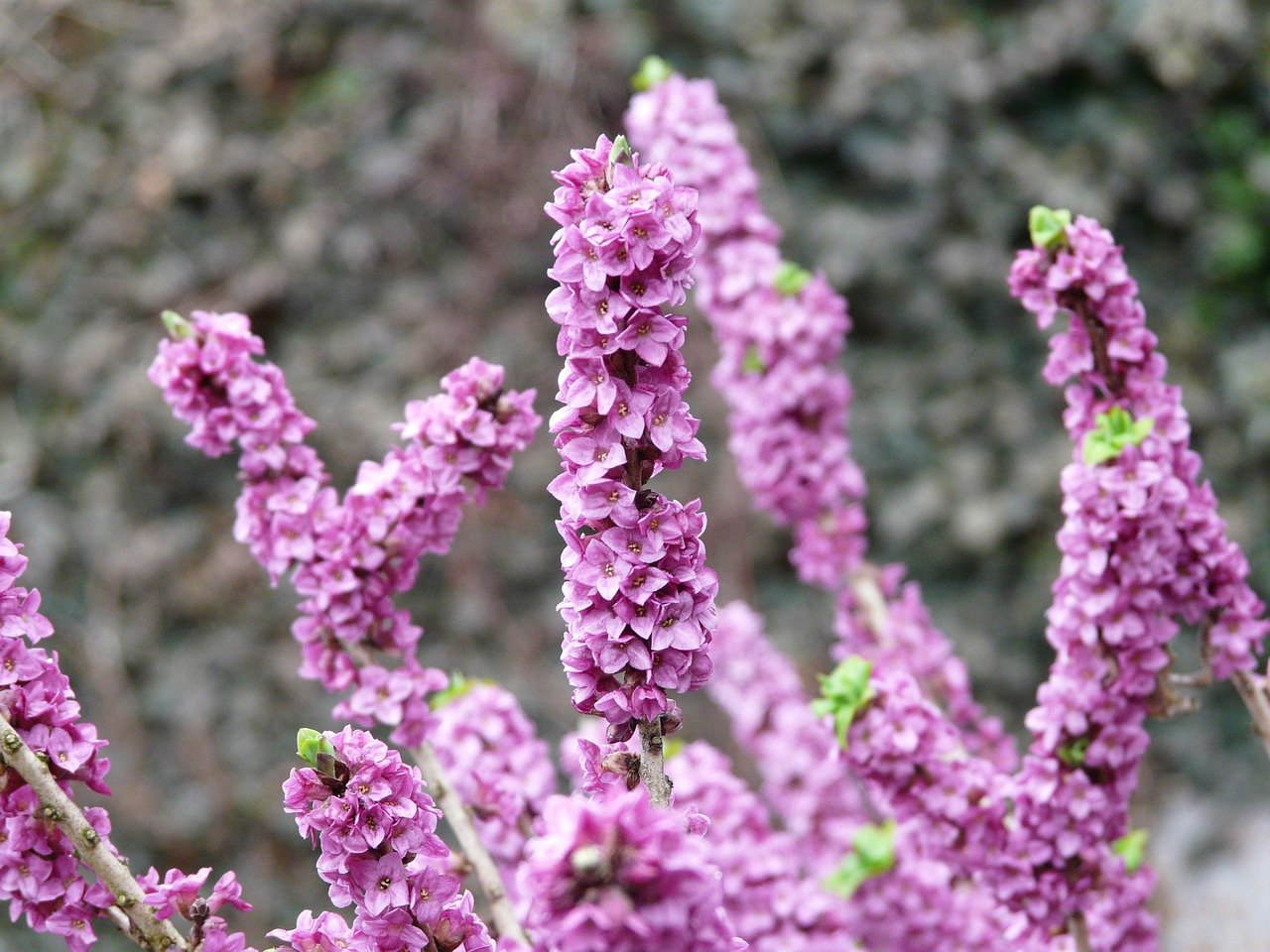 Daphne mezereum