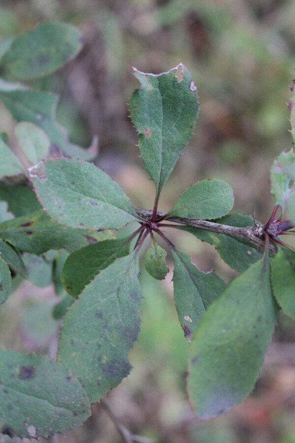 European Barberry Leaves